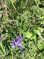 Campanule agglomeree - Campanula glomerata (ph. Mrugala F., Affoux, mai 2024)(3)